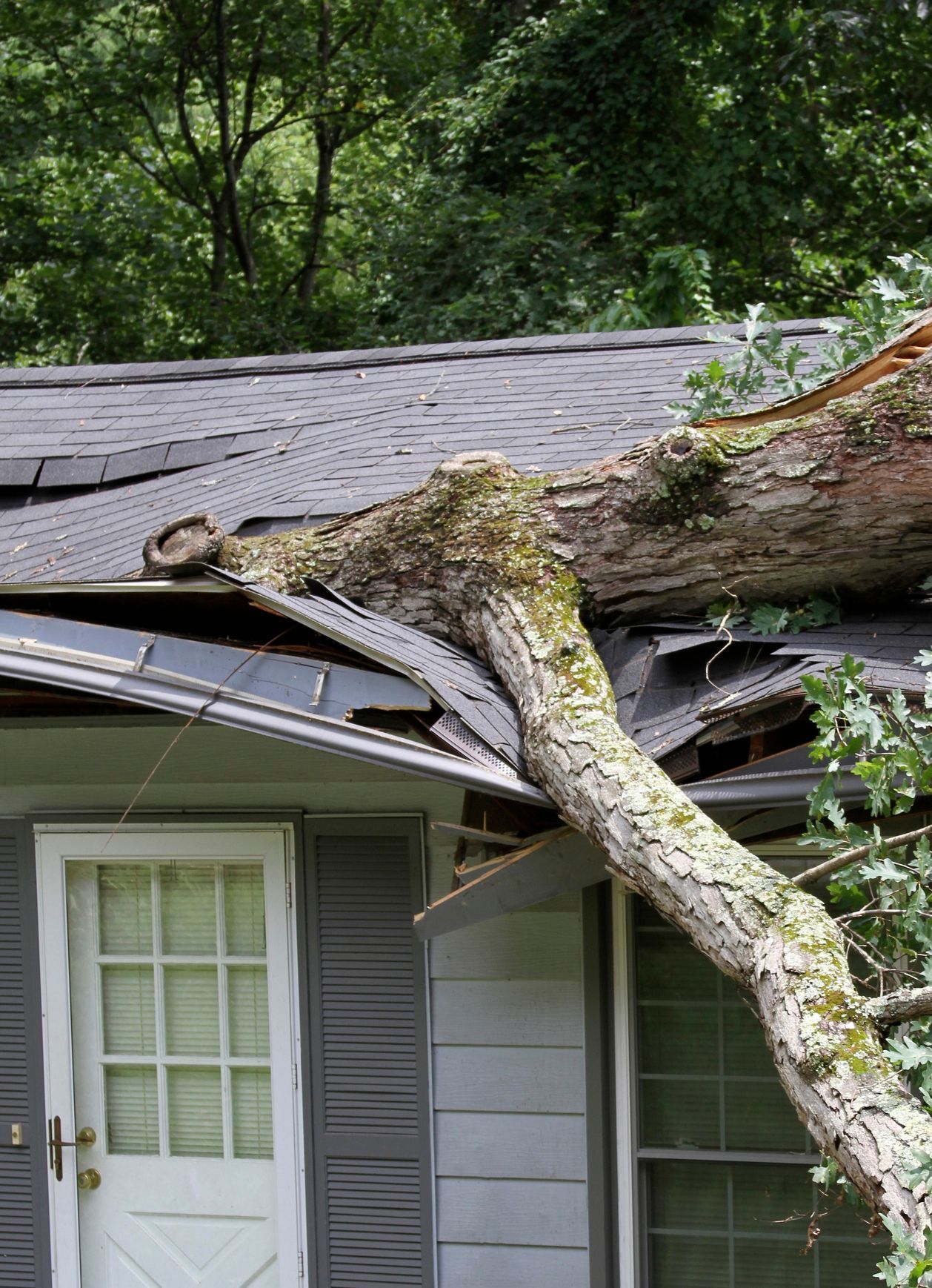 A tree has fallen on the roof of a house