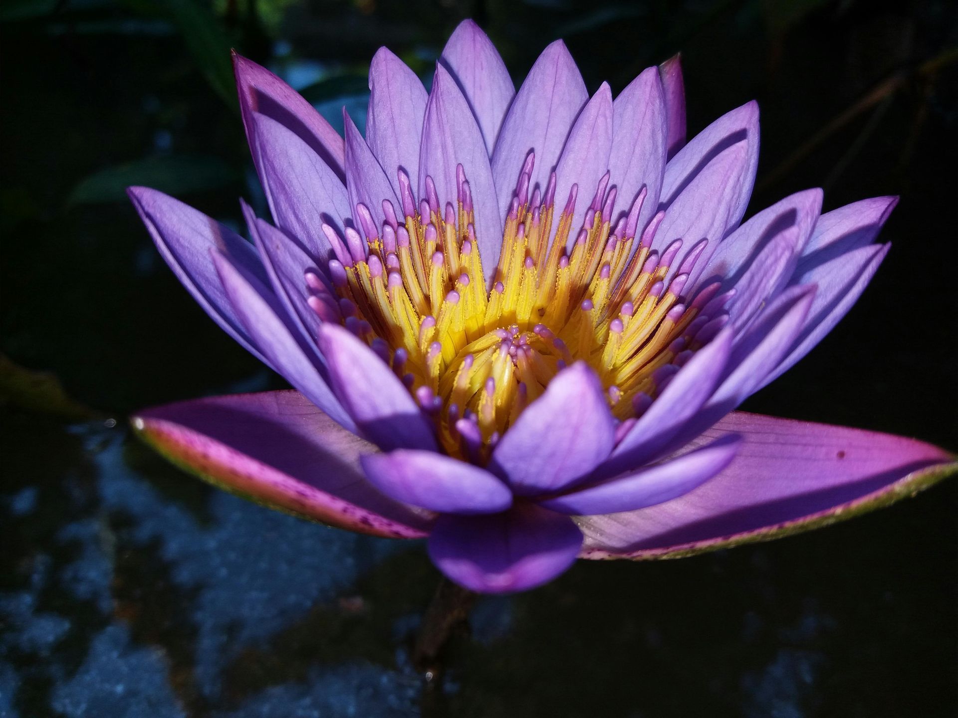 Purple water lily with yellow stamens floating on dark water
