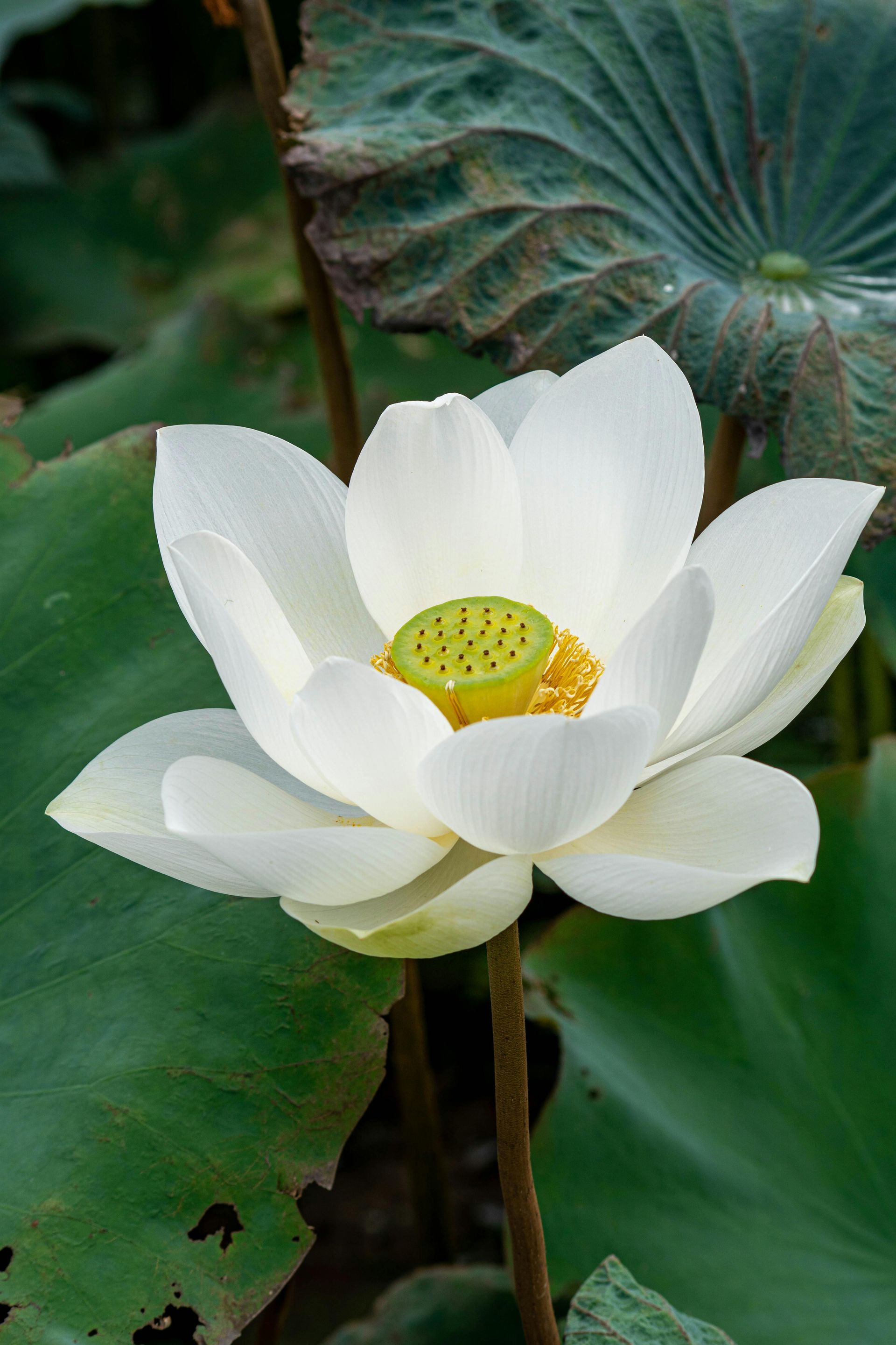 White lotus flower with yellow center against green leaves