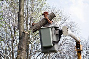 Man in a bucket lift, holding a tree branch, pruning a tree outdoors.