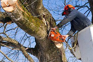 Arborist in orange helmet and ear protection, using a chainsaw to cut a tree branch from a bucket lift.