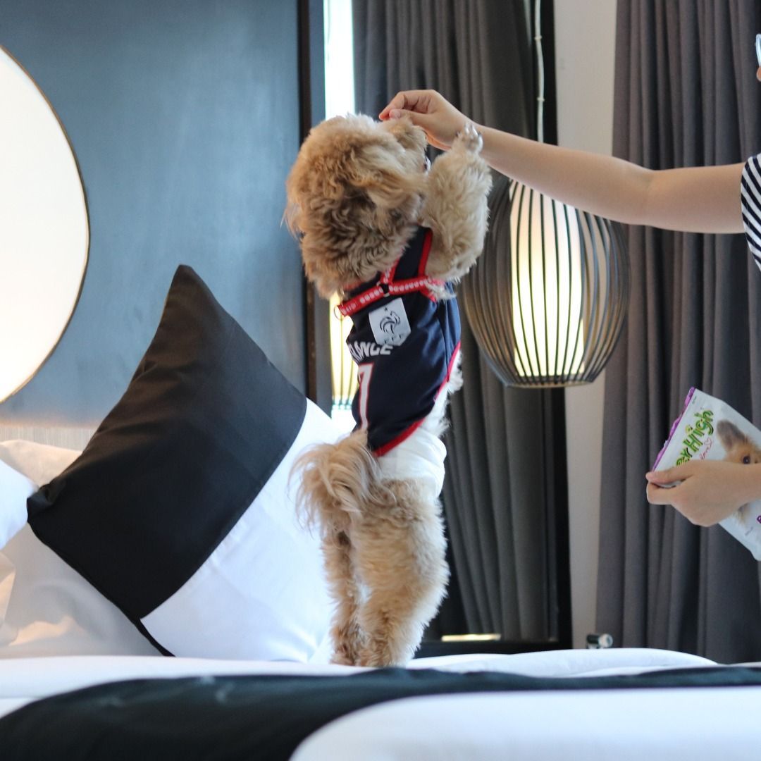 A dog is standing on its hind legs on a bed in a dog-friendly hotel Makati