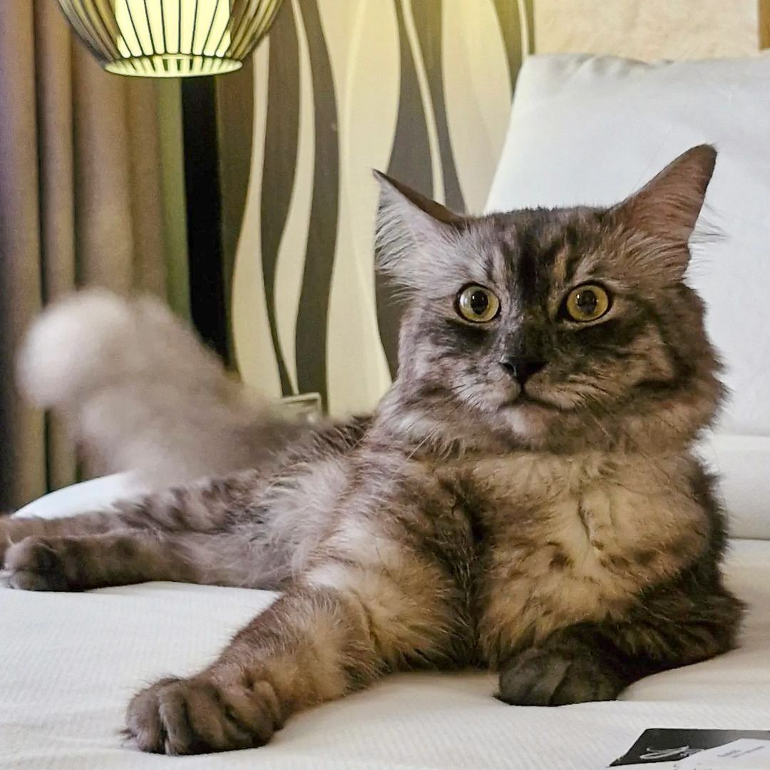 A cat is laying on a bed and looking at the camera in pet-friendly hotel Makati