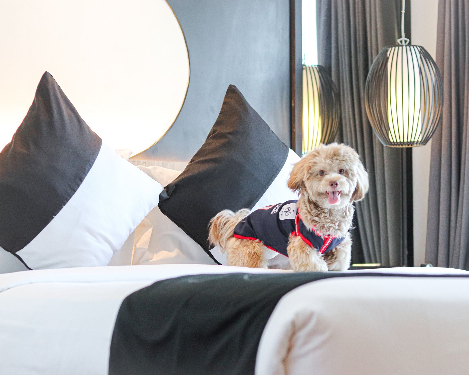 A small dog is sitting on a bed in a dog-friendly hotel Makati