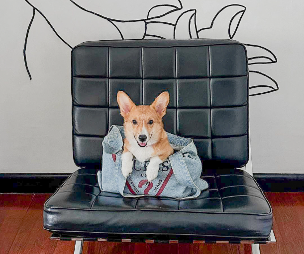 A small dog is sitting on a black leather chair in a pet-friendly hotel 