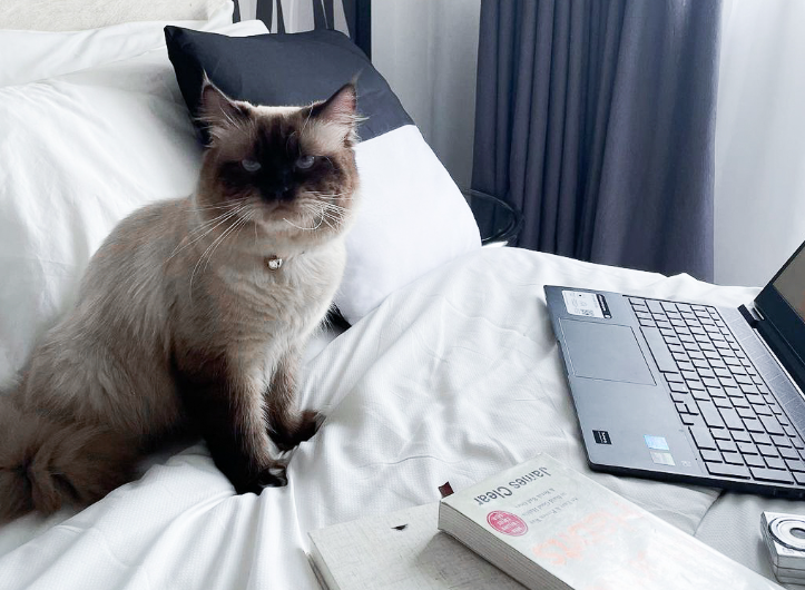 A cat is sitting on a bed in a pet-friendly hotel in Makati