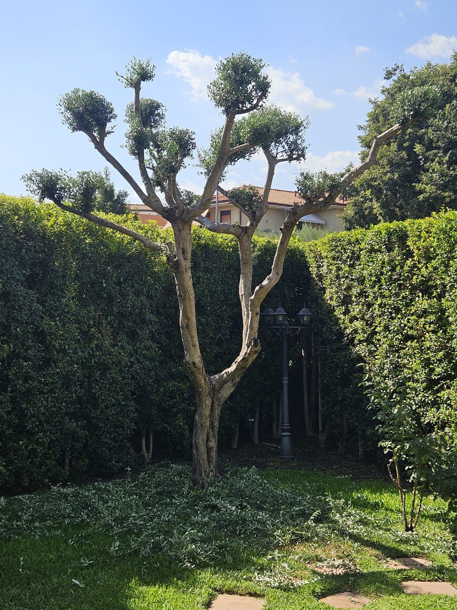 GREEN DAY GIARDINAGGIO