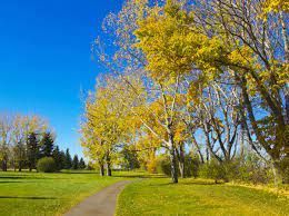 Creekside Digital Marketing Spruce Grove, SEO Services, Rank your website #1, One Scarlett Digital Marketing Spruce Grove