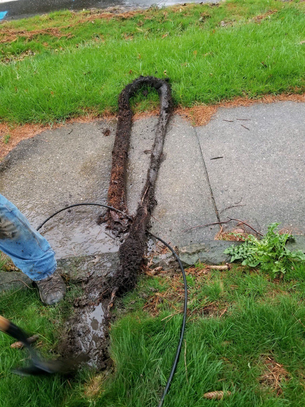 Removing Roots From A Downspout — Columbiana, OH — Sewer & Drain Medic