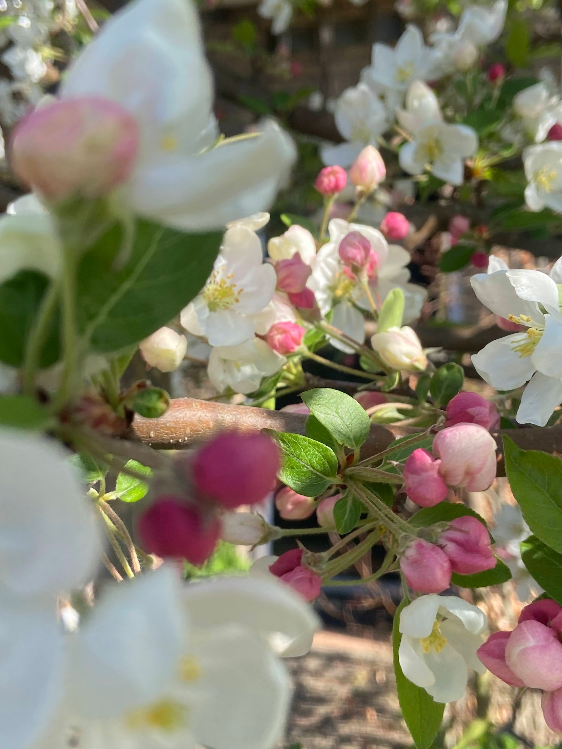 Appelboom in de bloei