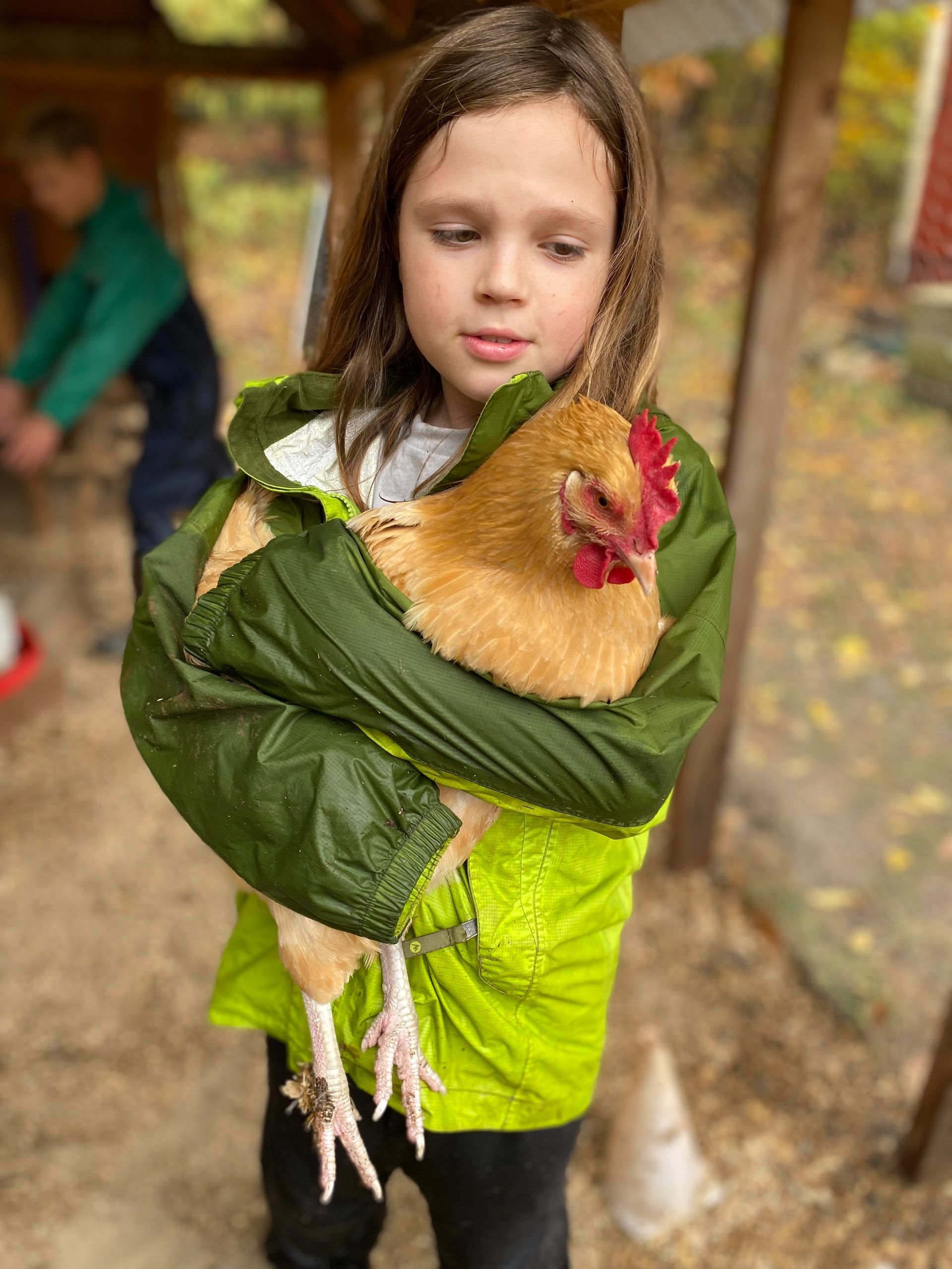 chicken outdoor classroom grafton massachusetts
