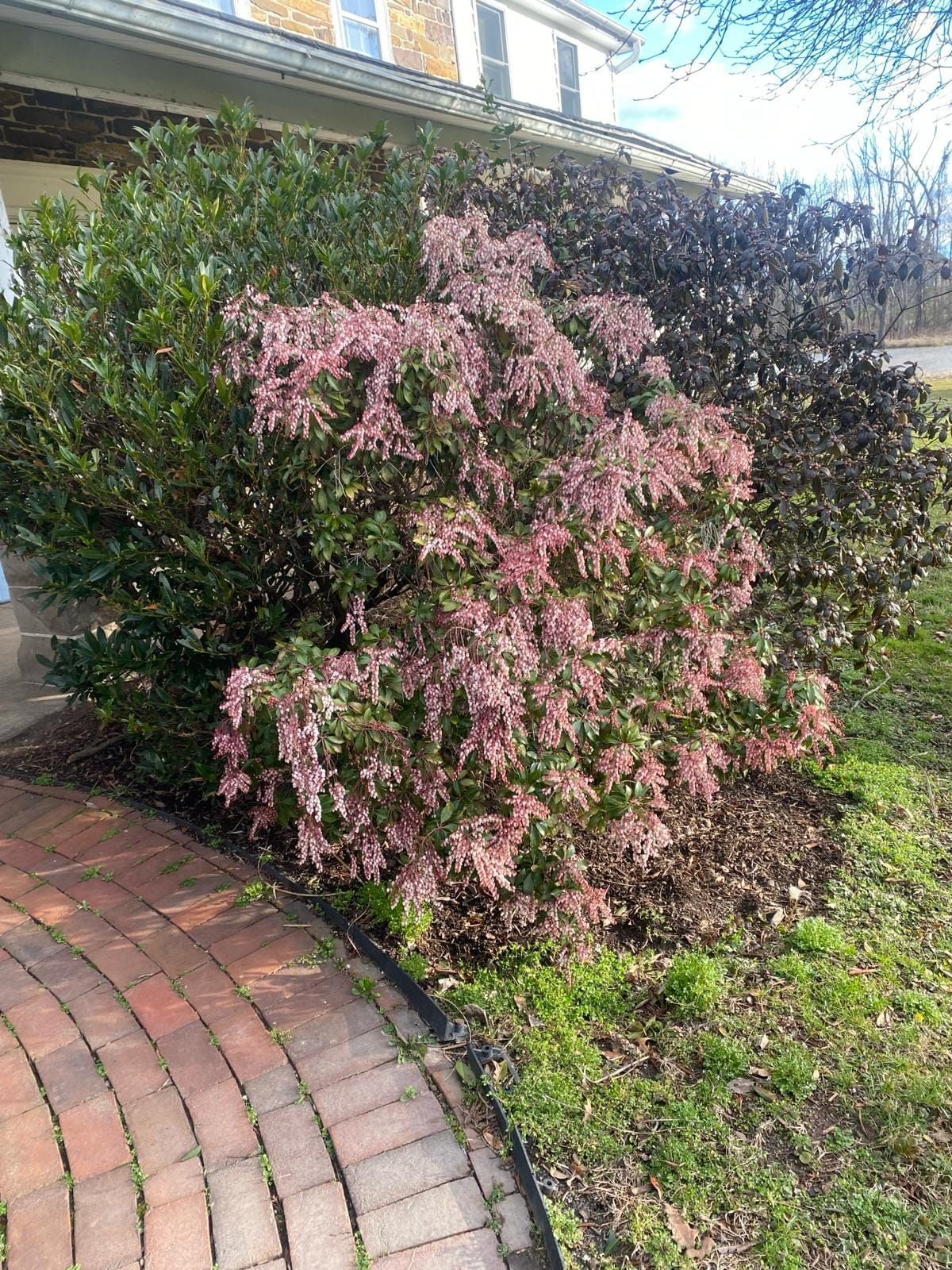 Pink Flowers — Trenton, NJ — Green Garden Thumb LLC