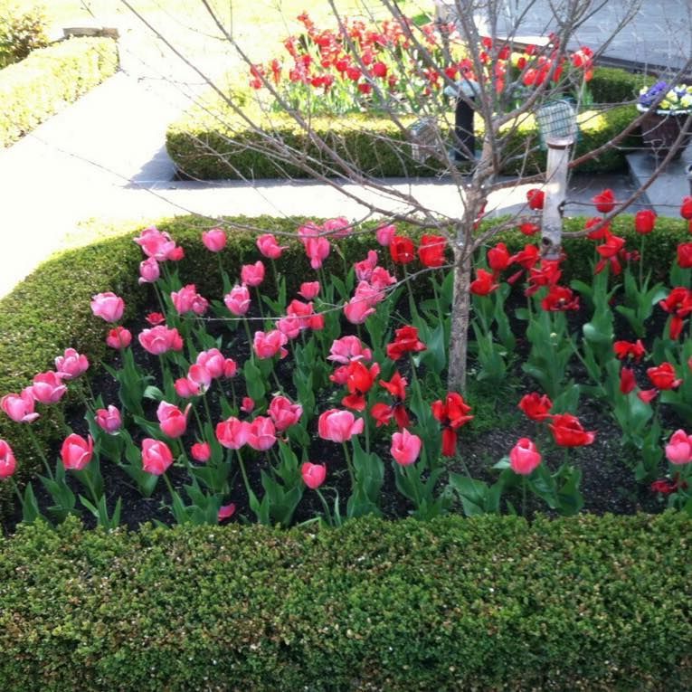 Flowers — Trenton, NJ — Green Garden Thumb LLC