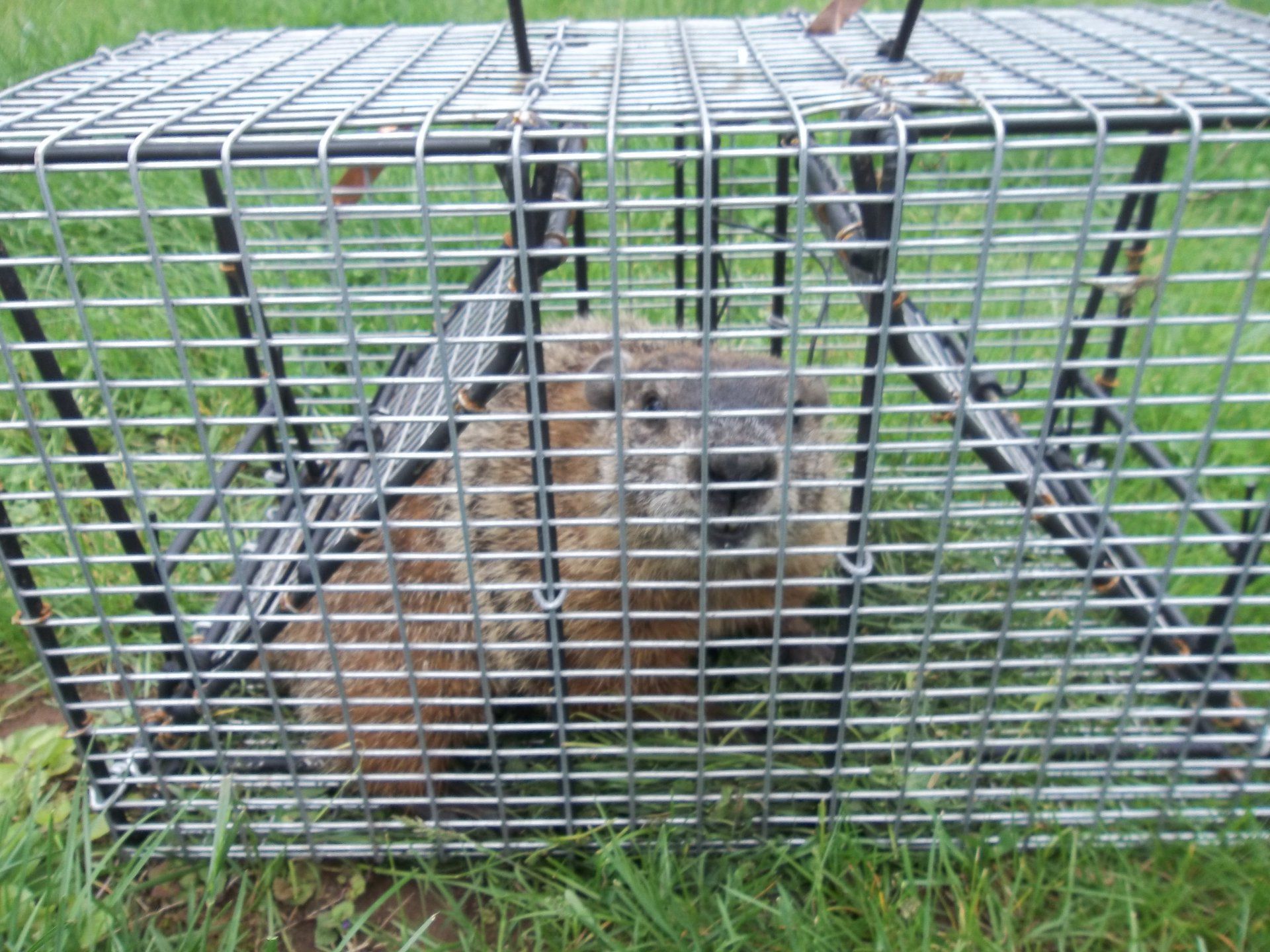 Small brown animal trapped in a metal cage on grass outdoors
