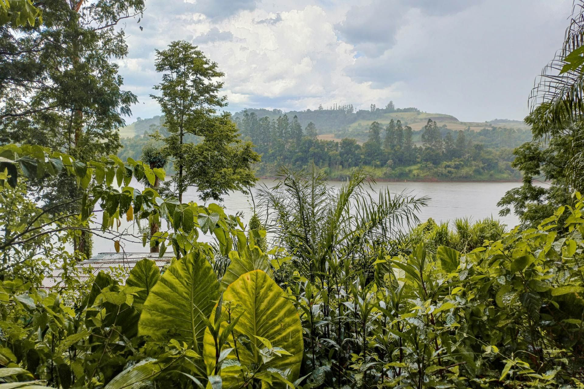 Un lago rodeado de árboles y arbustos en un día nublado.