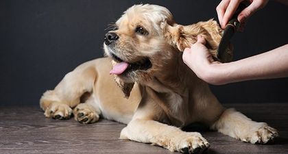 Caring and kind grooming