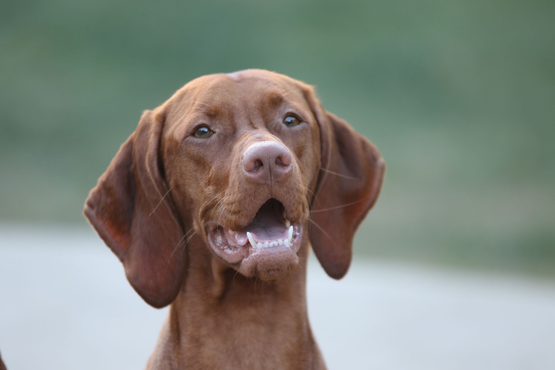 A close up of a brown dog with its mouth open.