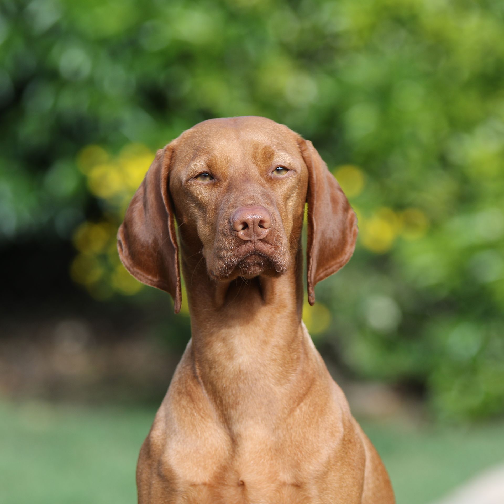A close up of a brown dog looking at the camera