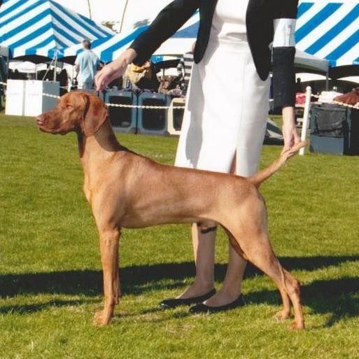A woman stands next to a brown dog in a field