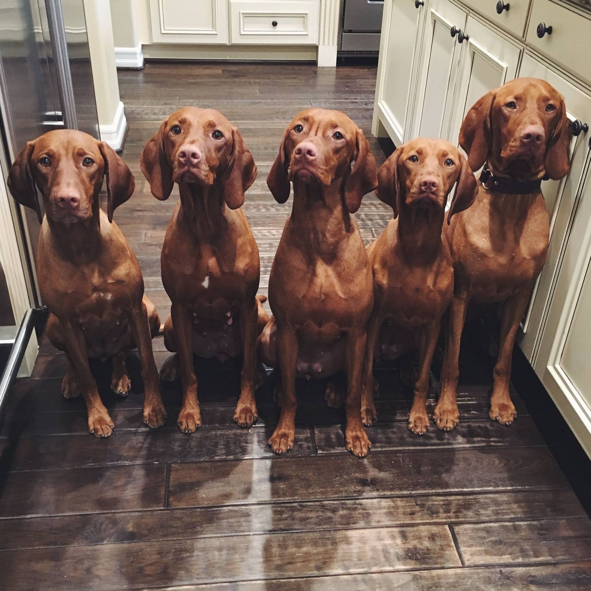 Five brown dogs are sitting in a row on a wooden floor