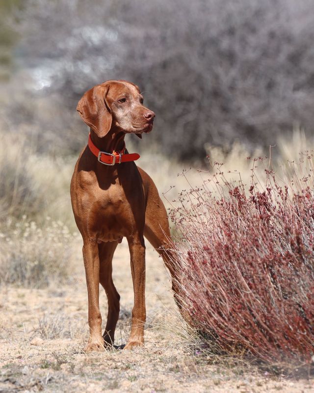 Vizsla breeders east sales coast