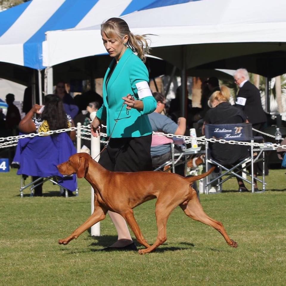 A woman in a green jacket is walking a brown dog