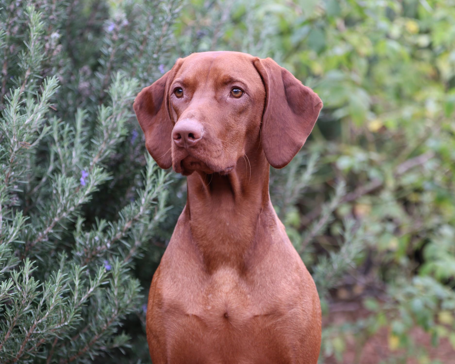 A brown dog is sitting in front of a bush and looking at the camera.