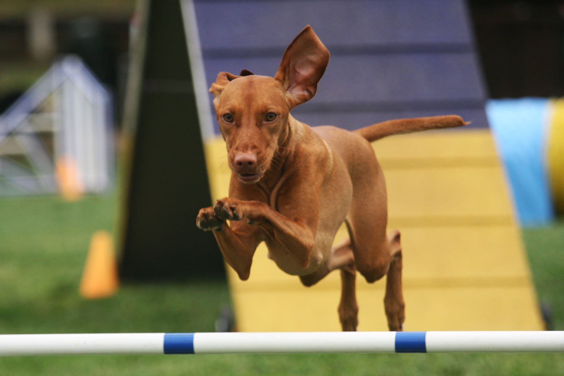 A brown dog is jumping over a blue and white pole.