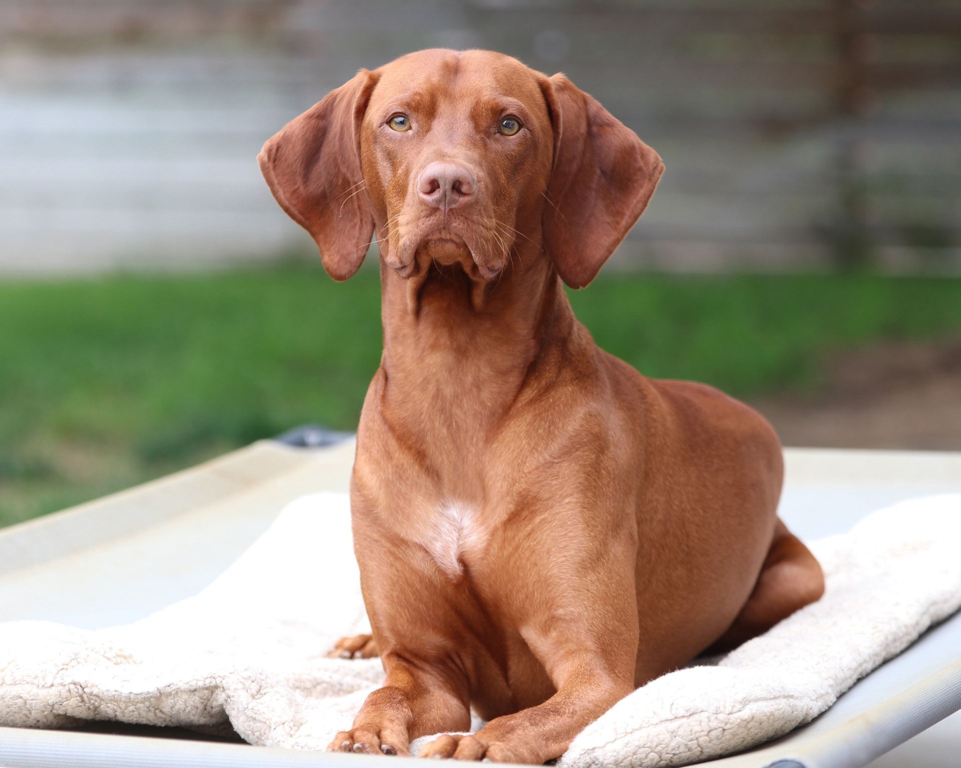 A brown dog is laying on a white blanket on a bed.