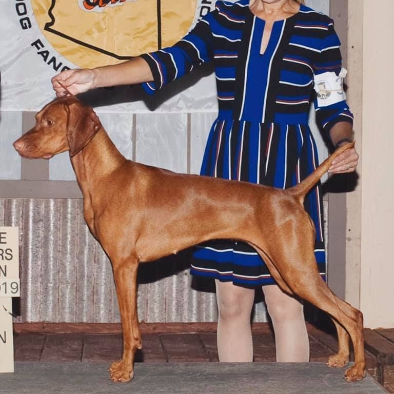 A woman in a blue dress is standing next to a brown dog