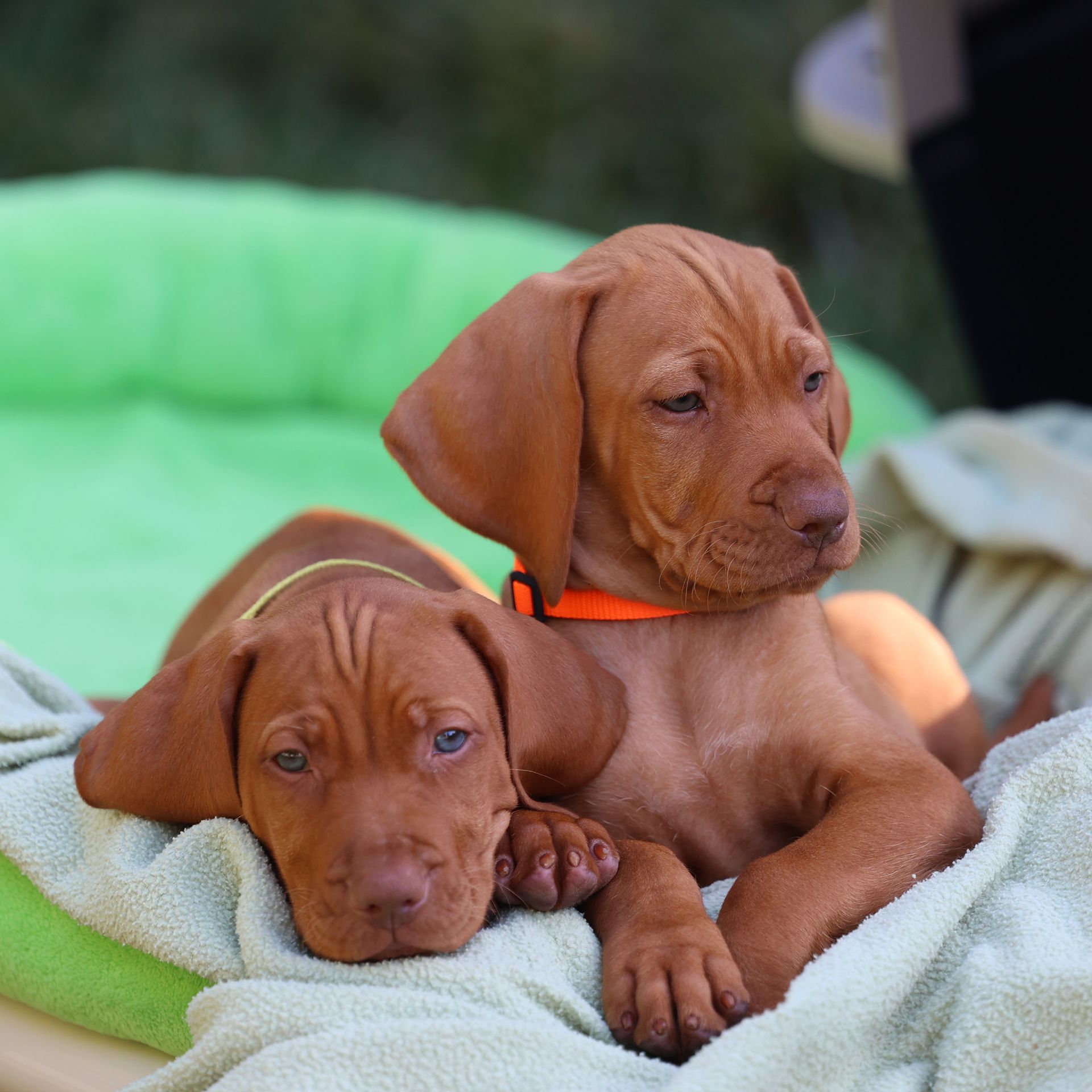 Three brown puppies are laying in a blue crate.