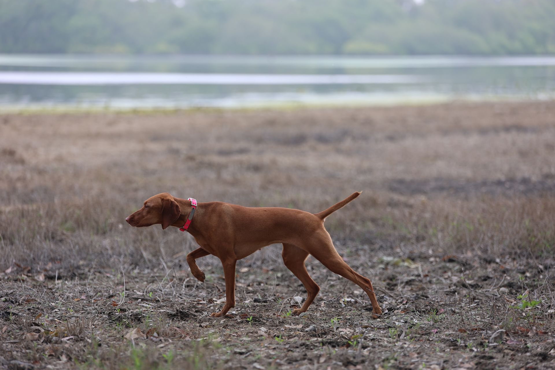 A brown dog is standing in a field near a body of water.