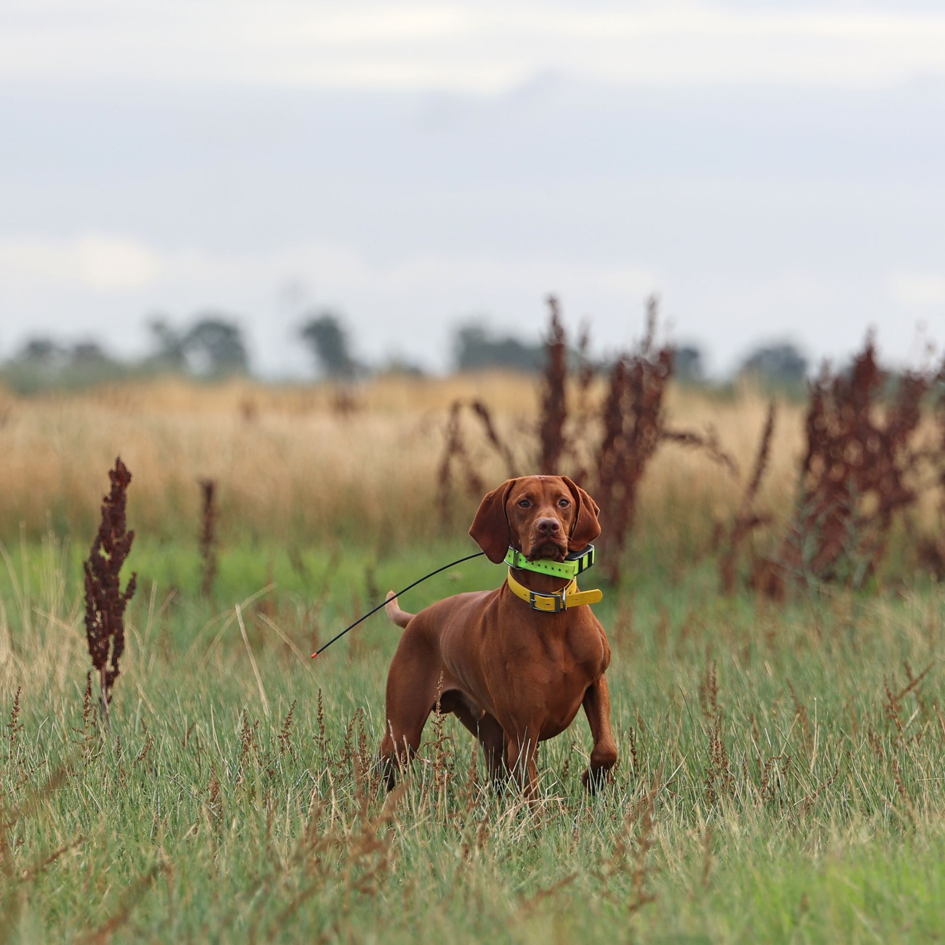 A brown dog wearing a green collar is standing in a grassy field.