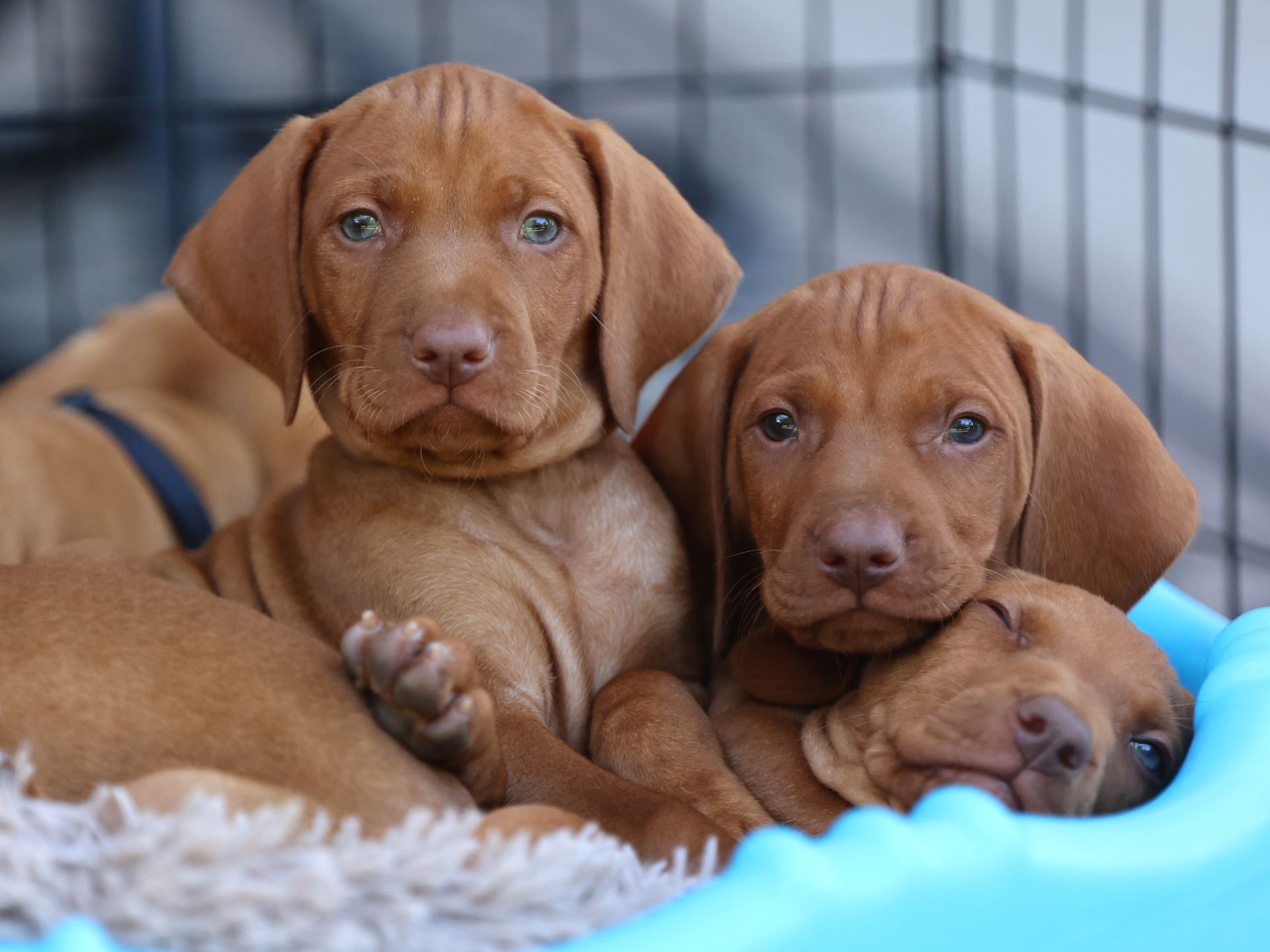 Three brown puppies are laying in a blue crate.