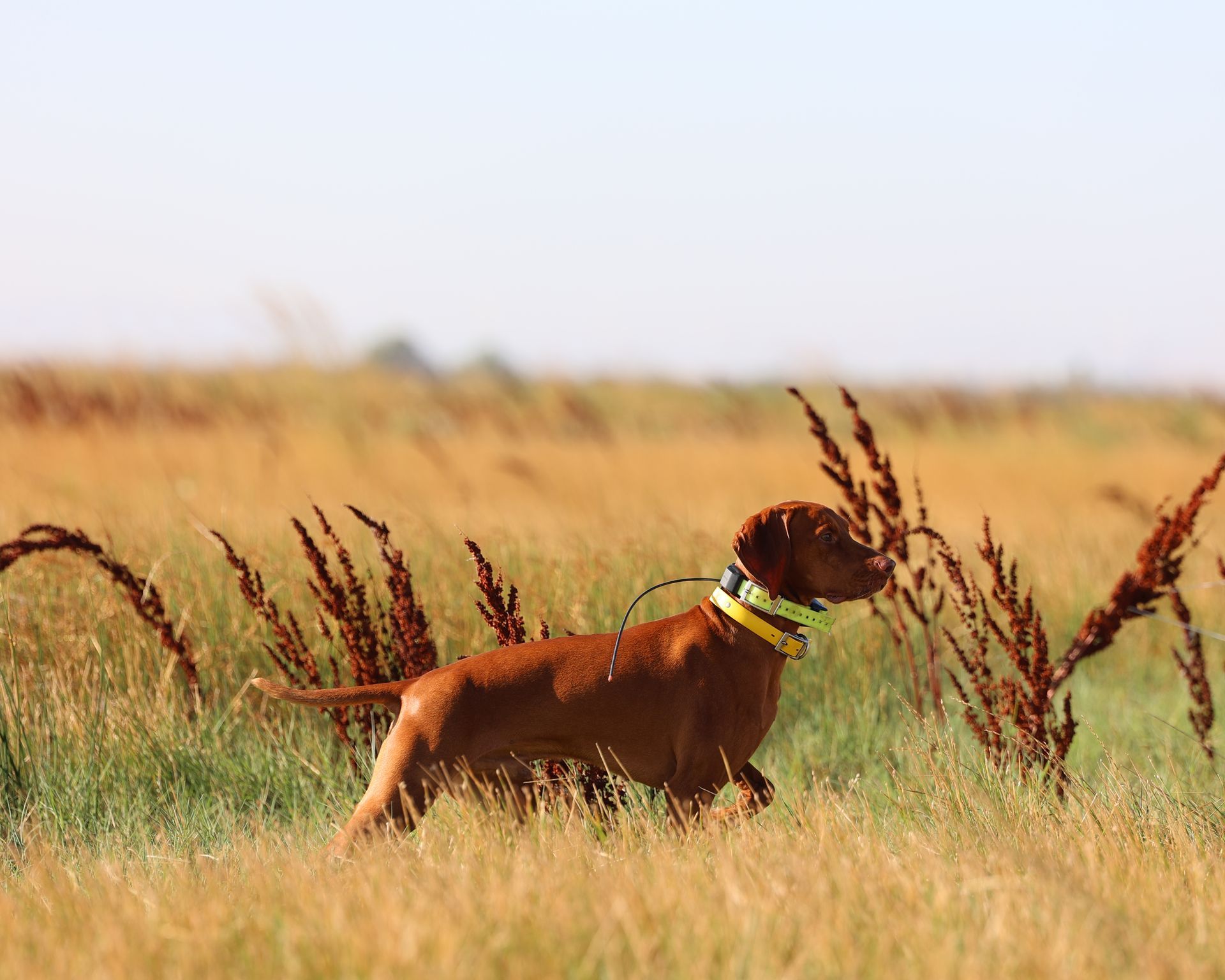 A brown dog wearing a yellow collar is standing in a field of tall grass.