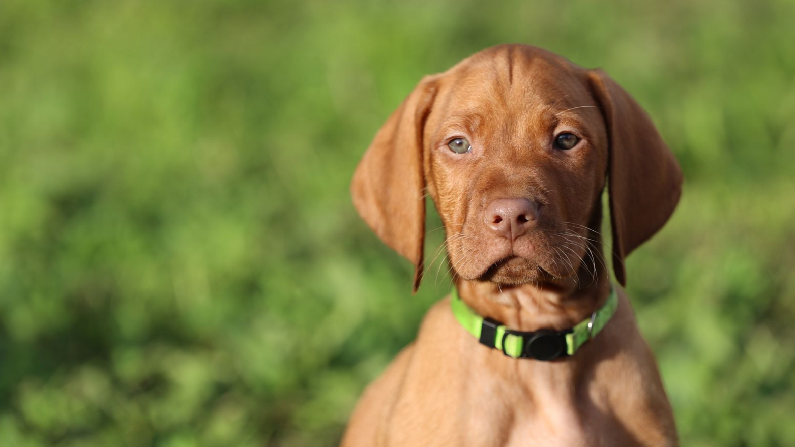 Three brown puppies are laying in a blue crate.