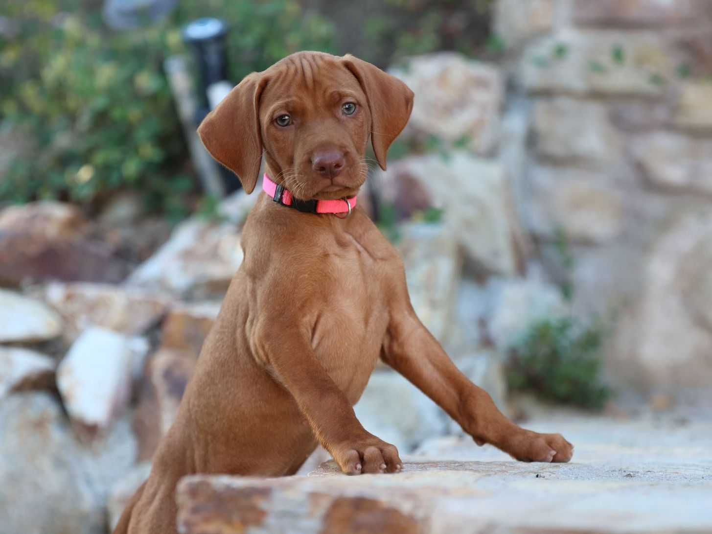 A brown puppy wearing a pink collar is sitting on a rock.
