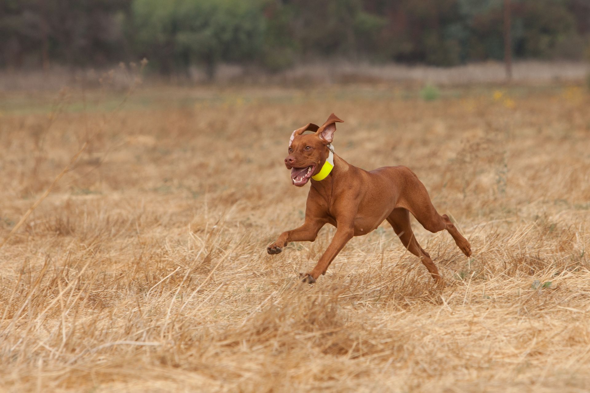 A brown dog wearing a yellow collar is running through a dry grass field.