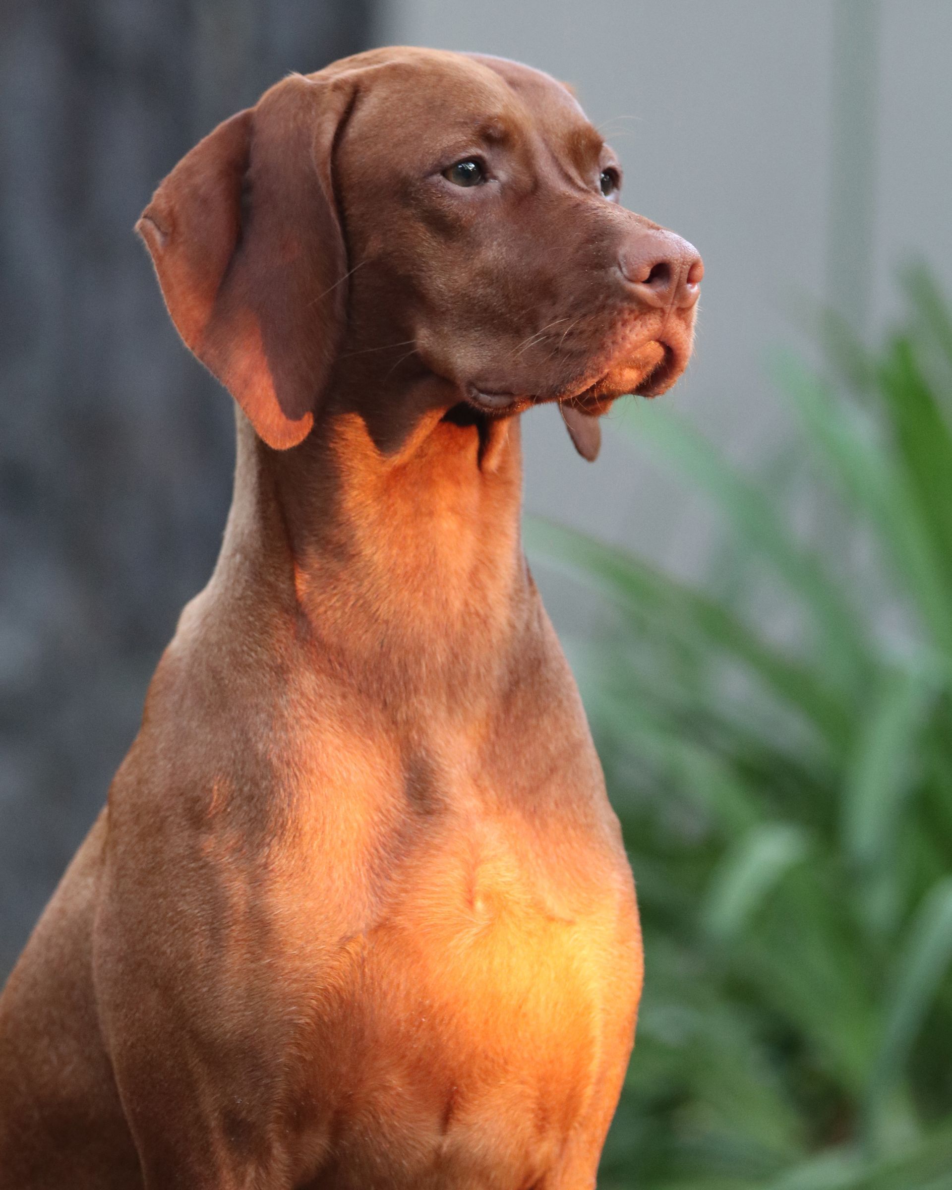 Best vizsla x puppies for sale 2025