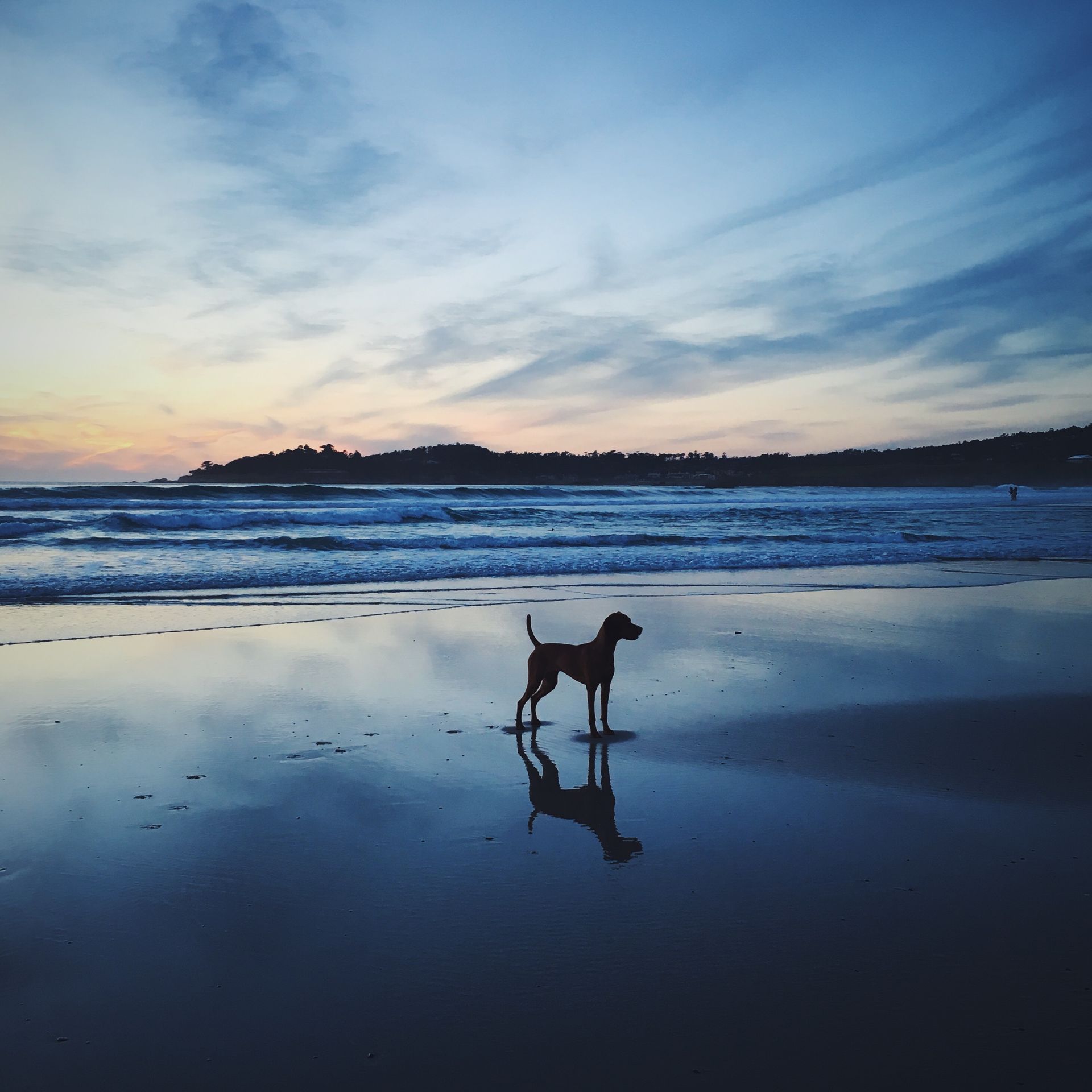 A dog is standing on a beach at sunset