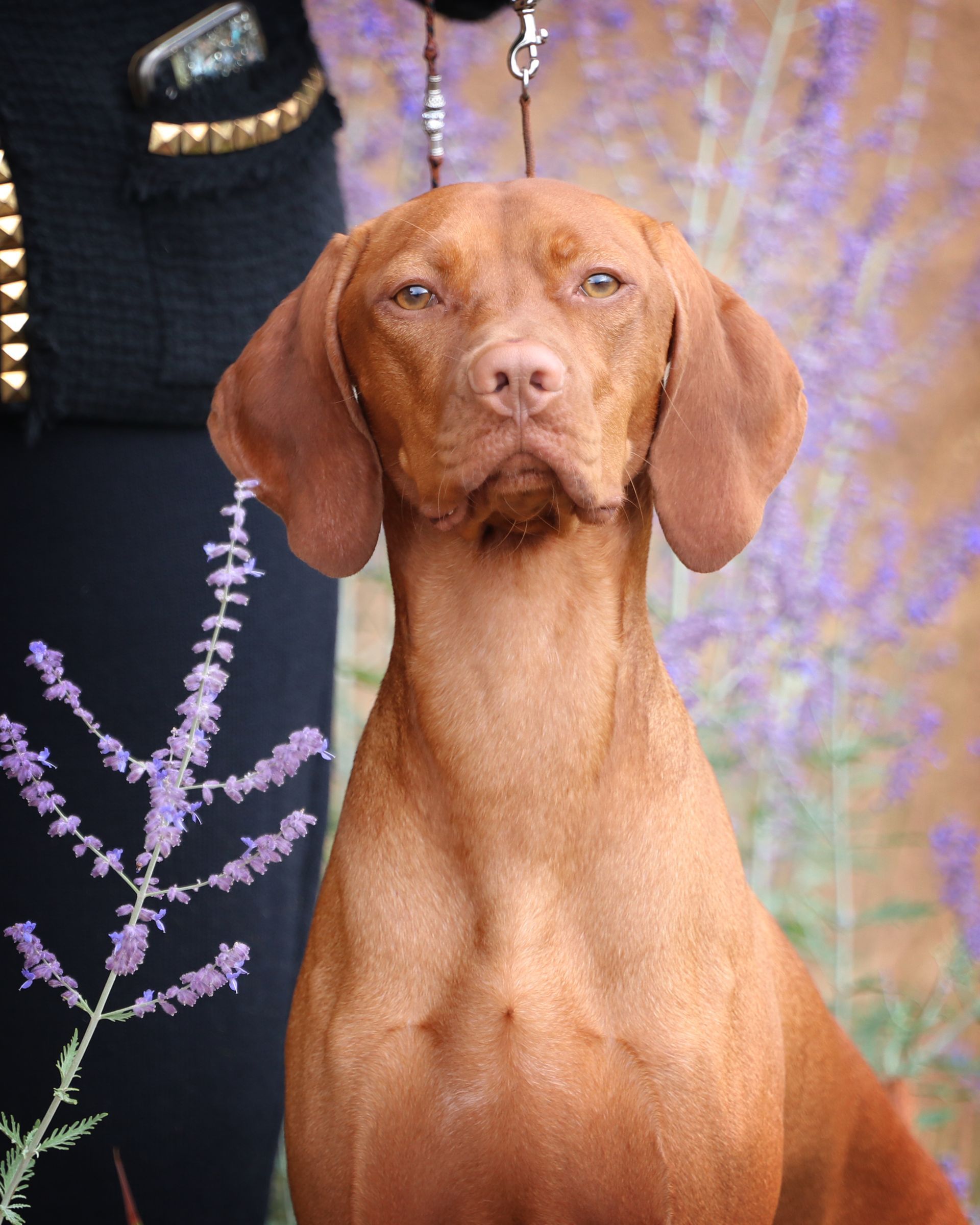 A brown dog is sitting in front of purple flowers