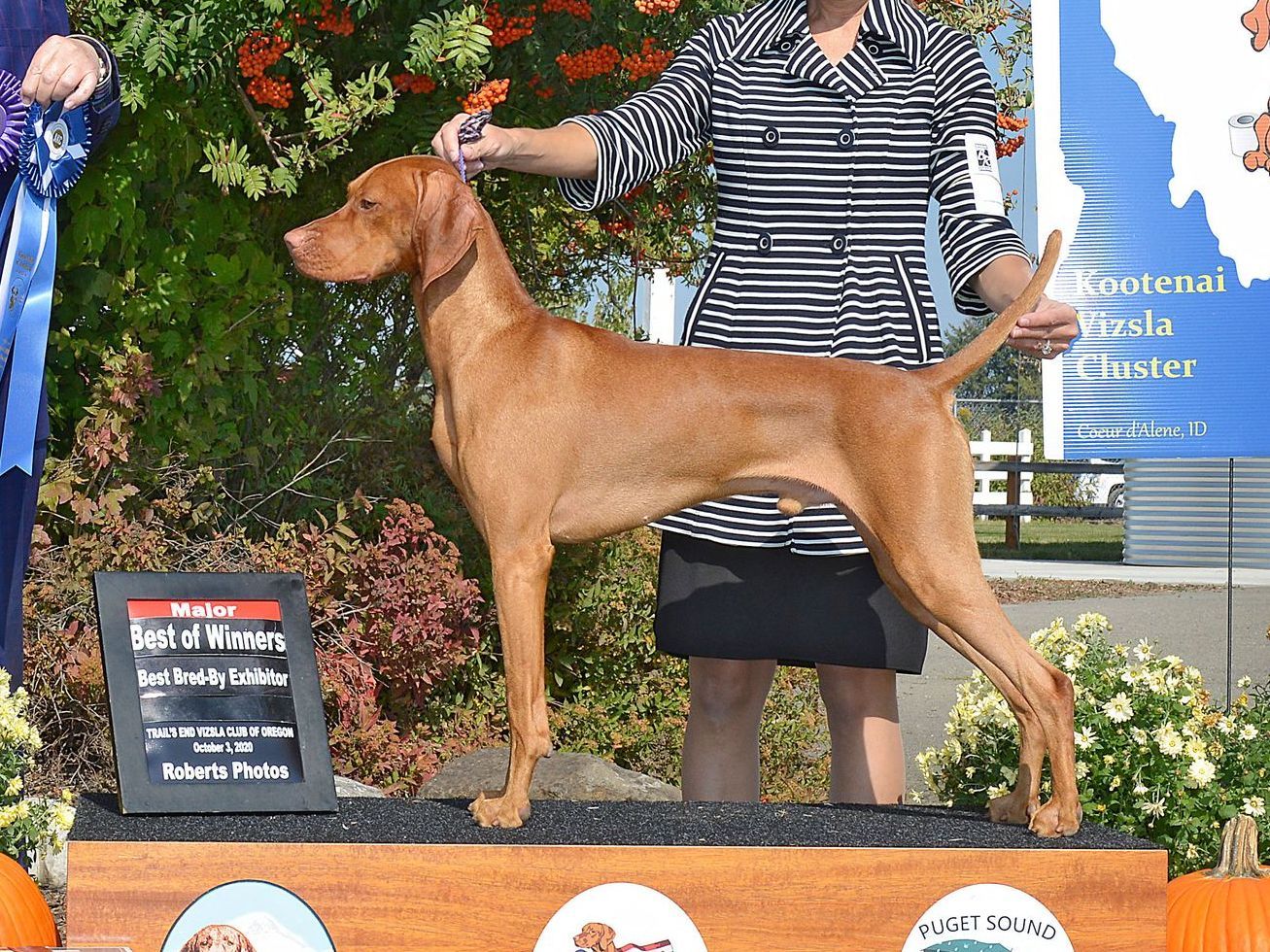 A woman is holding a brown dog in front of a plaque that says