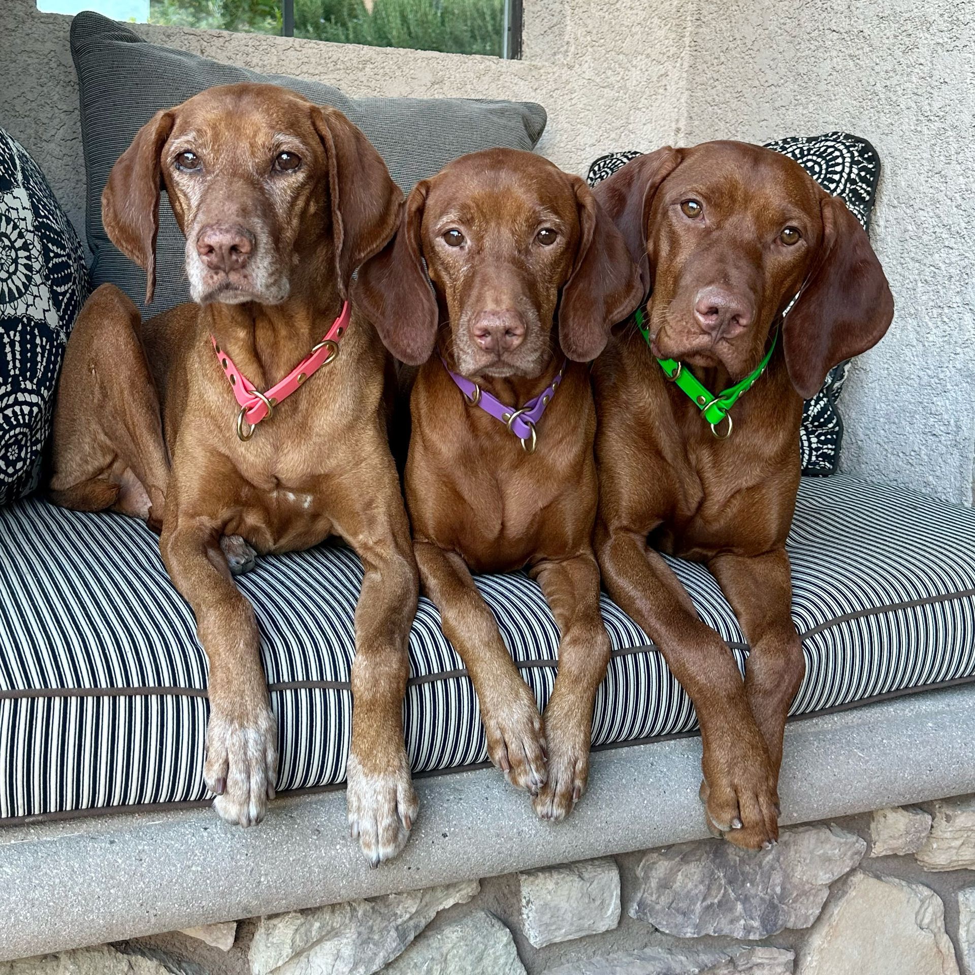 Vizsla Shelter 26 - kjd2i0n