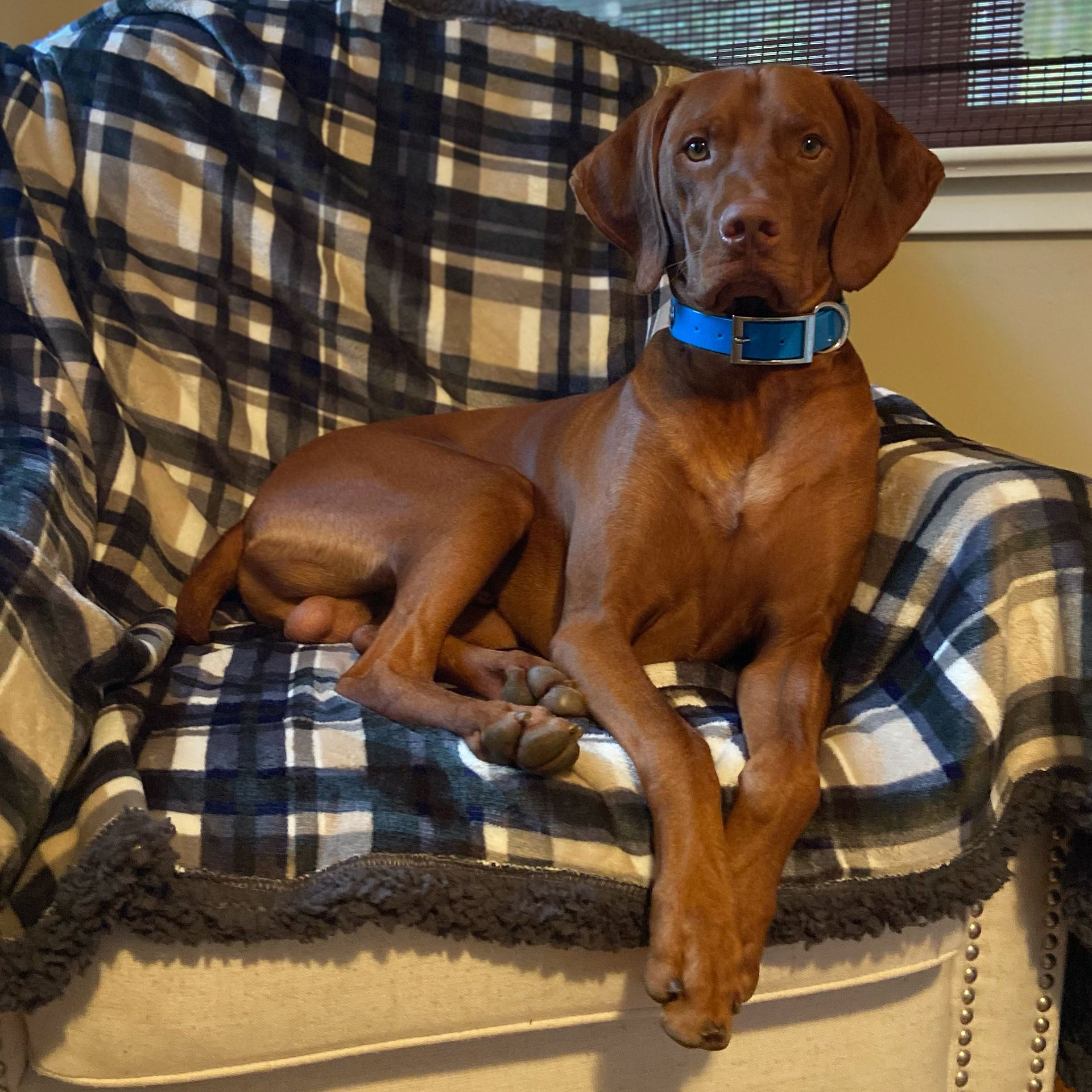 A brown dog wearing a blue collar is laying on a chair