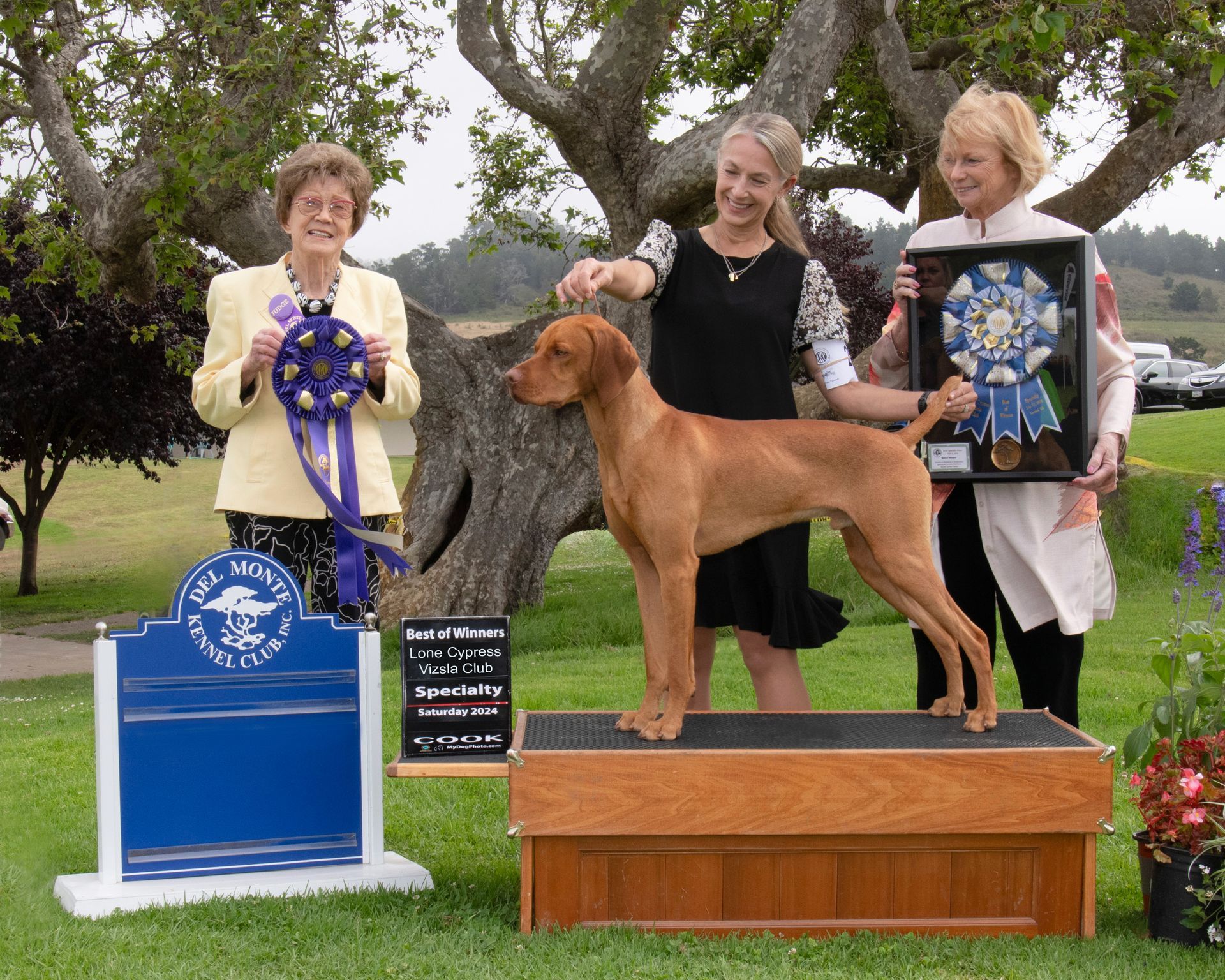A woman is walking a brown dog in front of a pink tent.