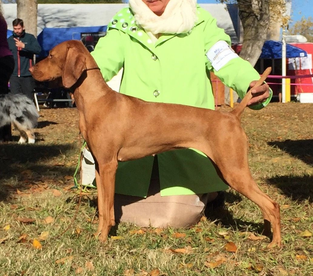 A woman in a green jacket is kneeling down next to a brown dog