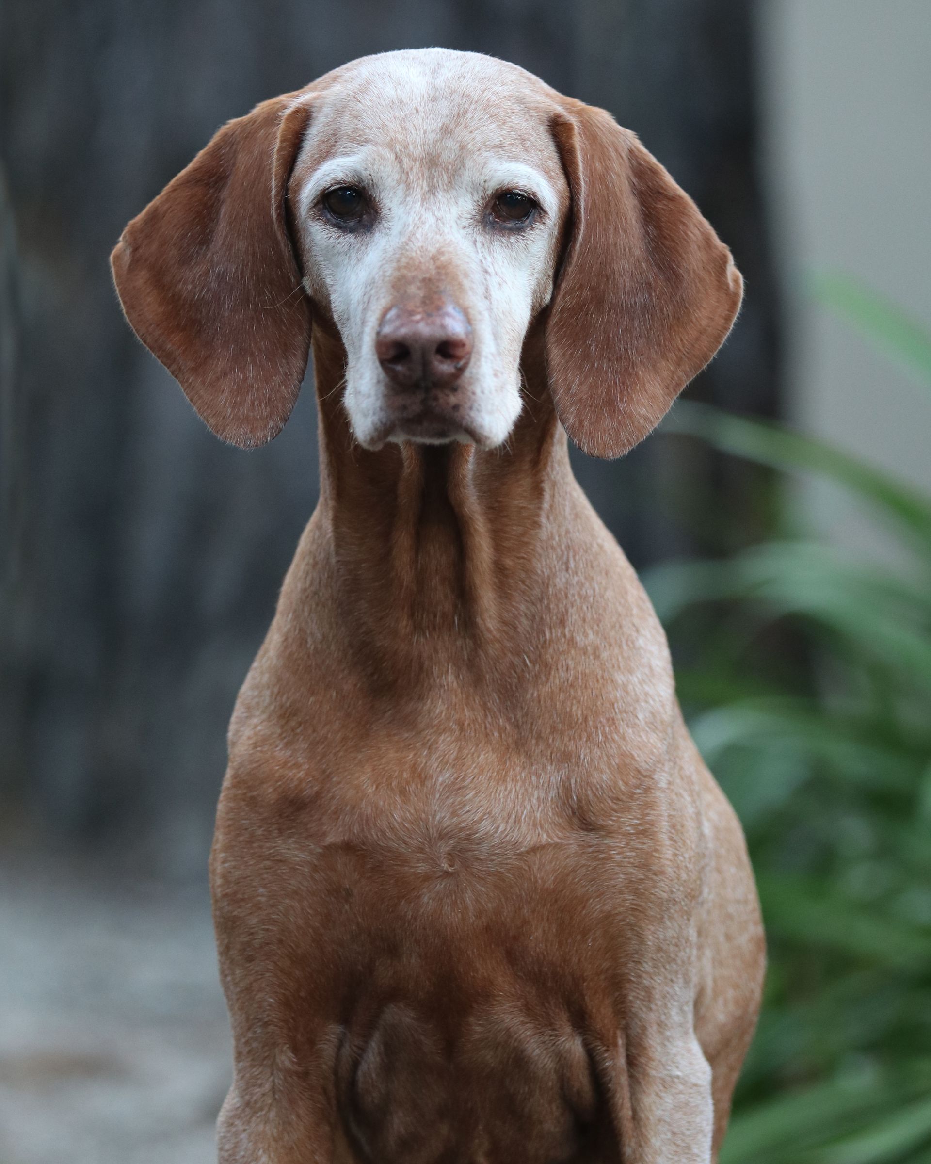 A close up of a brown dog looking at the camera