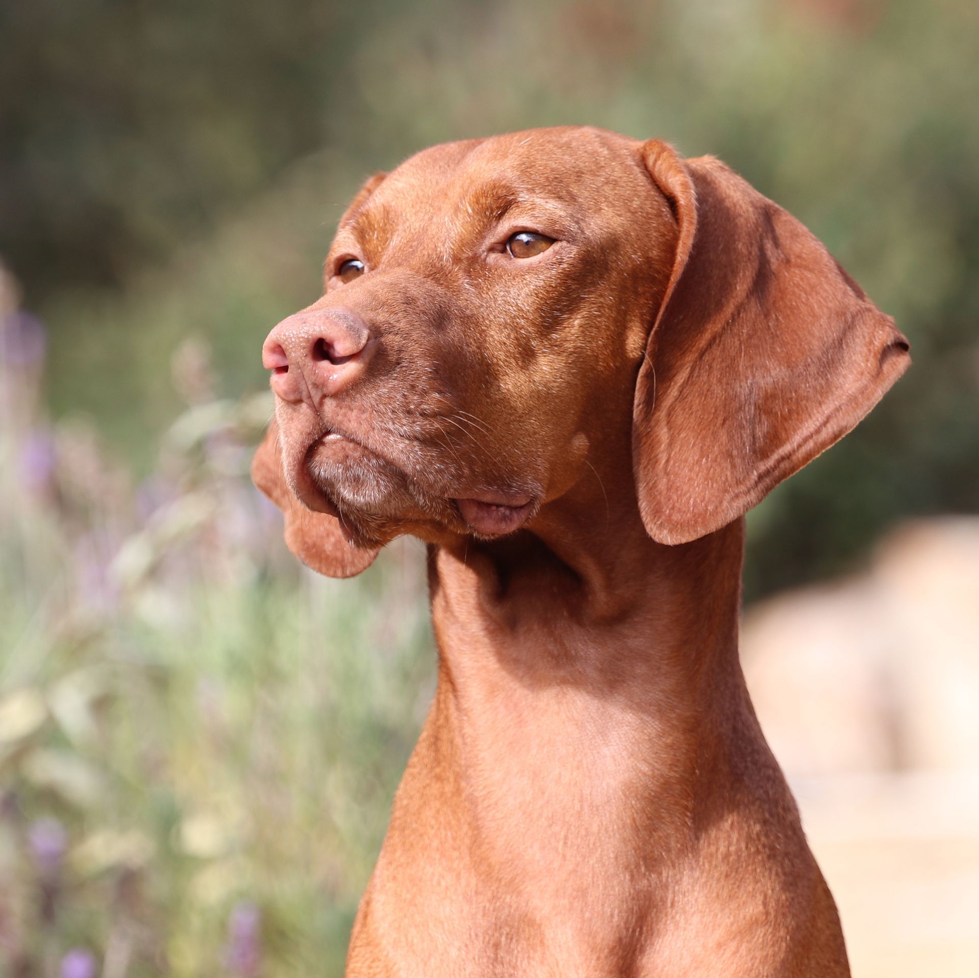 A close up of a brown dog looking to the side
