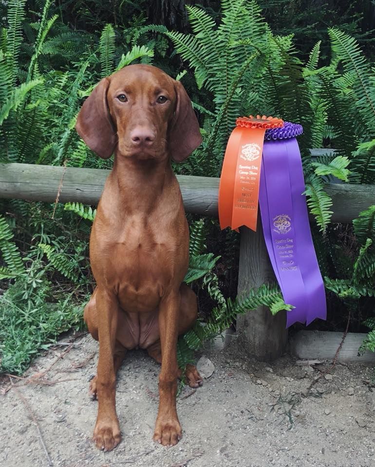 A brown dog sitting next to a purple and orange ribbon
