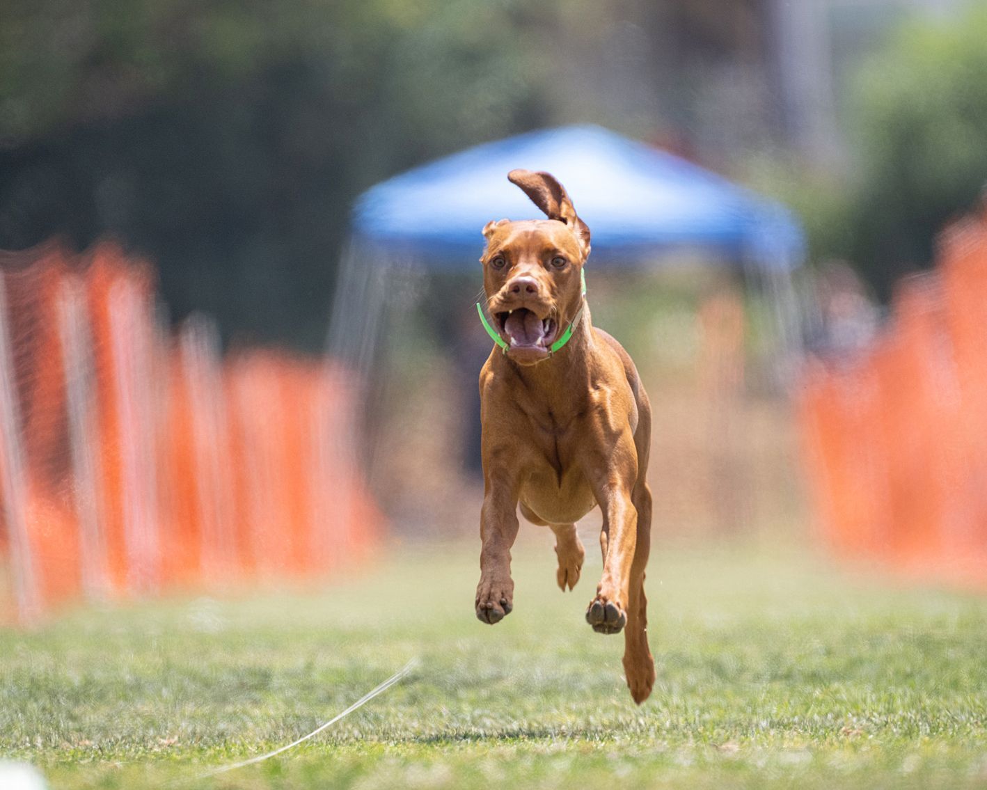 A brown dog is running in a field with a green collar.